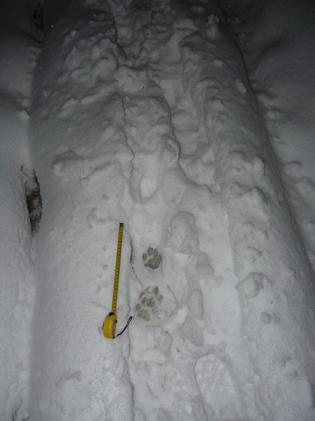 Dokumentace rysích stop ve sněhu. Foto: Leona Machalová